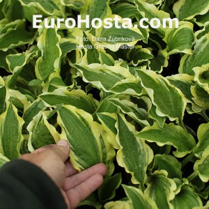 Hosta Ground Master - Eurohosta