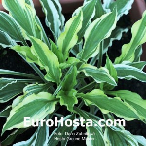 Hosta Ground Master - Eurohosta