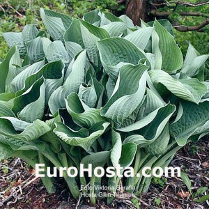 Hosta Glen Triumph