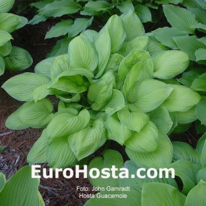 Hosta Guacamole - Eurohosta