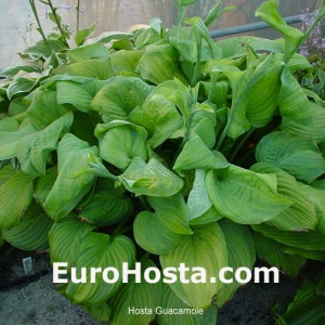 Hosta Guacamole - Eurohosta