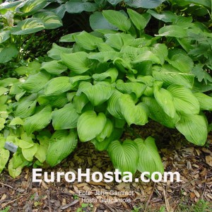 Hosta Guacamole - Eurohosta