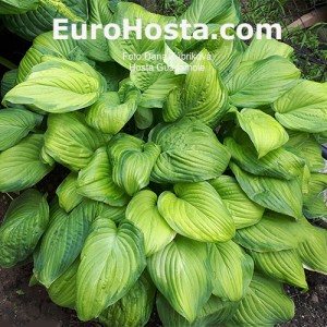 Hosta Guacamole