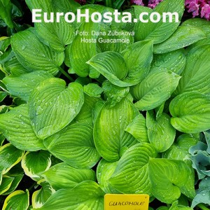 Hosta Guacamole