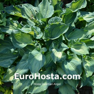 Hosta Guardian Angel - Eurohosta