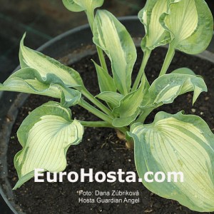 Hosta Guardian Angel - Eurohosta