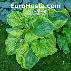 Hosta Gunther's Prize
