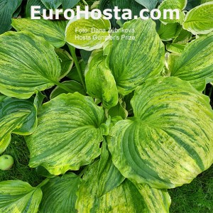 Hosta Gunther's Prize