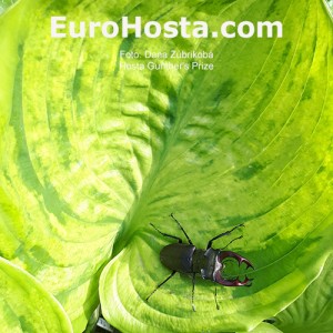 Hosta Gunther's Prize