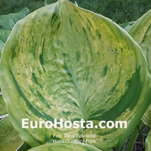 Hosta Gunther's Prize