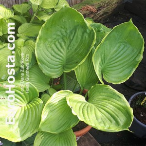 Hosta Gunther's Rim