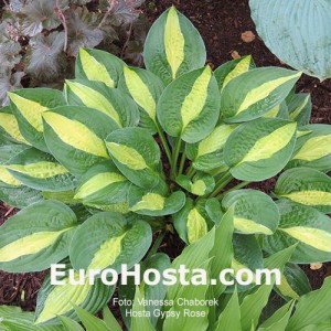 Hosta Gypsy Rose - Eurohosta