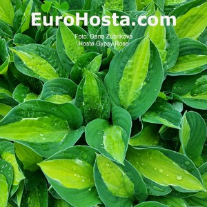 Hosta Gypsy Rose - Eurohosta