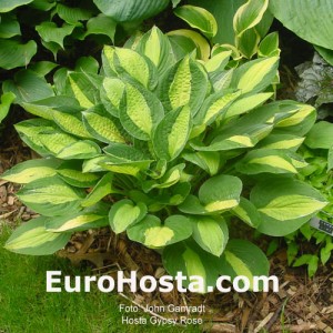 Hosta Gypsy Rose - Eurohosta