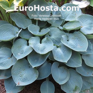 Hosta Hadspen Blue - Eurohosta