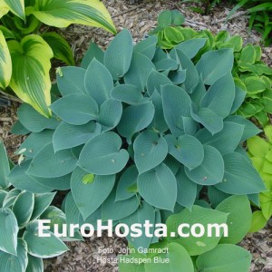 Hosta Hadspen Blue - Eurohosta