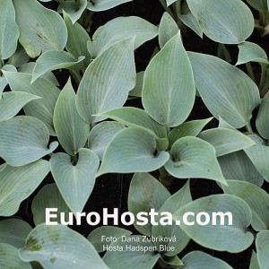 Hosta Hadspen Blue - Eurohosta