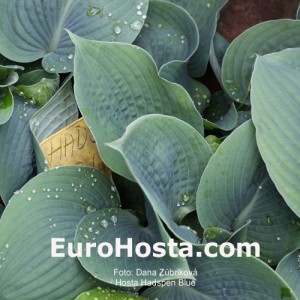 Hosta Hadspen Blue - Eurohosta