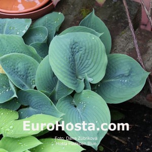 Hosta Hadspen Blue - Eurohosta