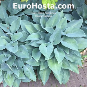 Hosta Halcyon - Eurohosta