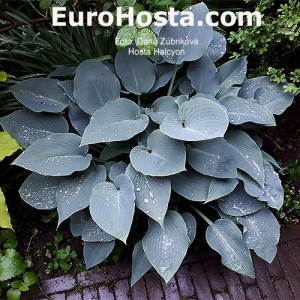 Hosta Halcyon - Eurohosta