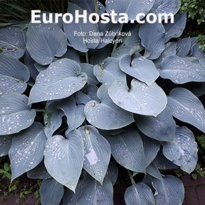 Hosta Halcyon - Eurohosta