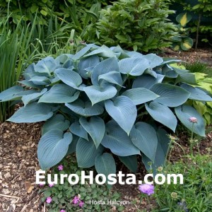 Hosta Halcyon - Eurohosta