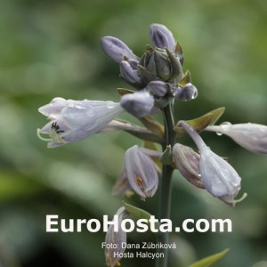 Hosta Halcyon - Eurohosta