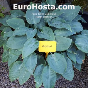 Hosta Halcyon - Eurohosta