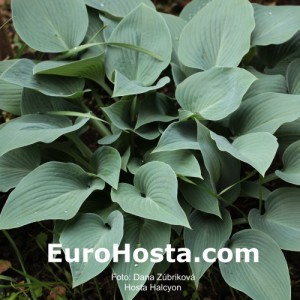 Hosta Halcyon - Eurohosta