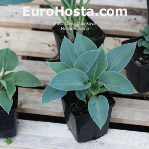 Hosta Halcyon - Eurohosta