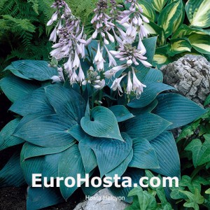 Hosta Halcyon - Eurohosta