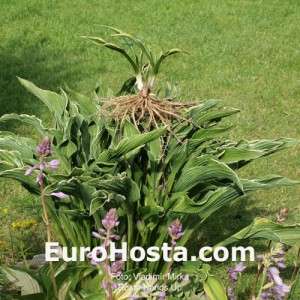 Hosta Hands Up - Eurohosta