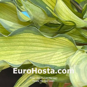 Hosta Hanjas Dean