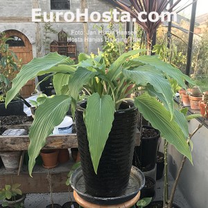 Hosta Hanjas Hanging Tree