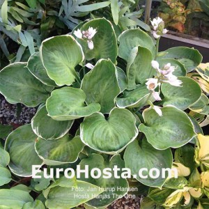 Hosta Hanjas The One