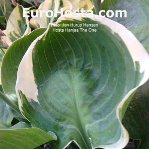 Hosta Hanjas The One