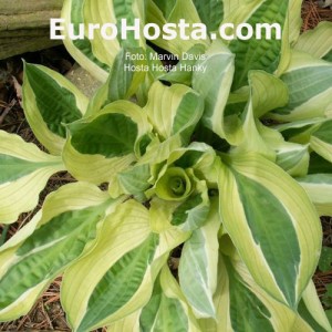 Hosta Hanky Panky - Eurohosta