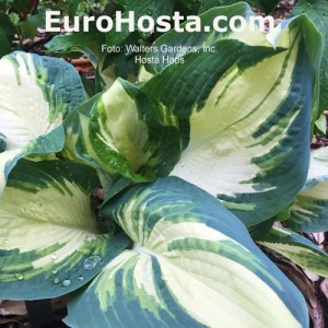 Hosta Hans