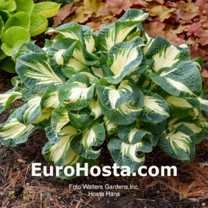 Hosta Hans