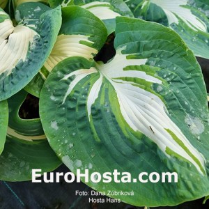 Hosta Hans