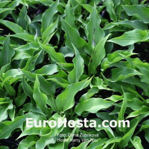 Hosta Harry van Trier - Eurohosta