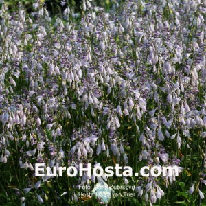 Hosta Harry van Trier - Eurohosta