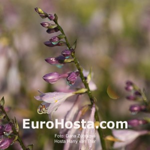 Hosta Harry van Trier - Eurohosta