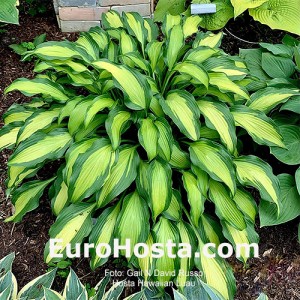 Hosta Hawaiian Luau