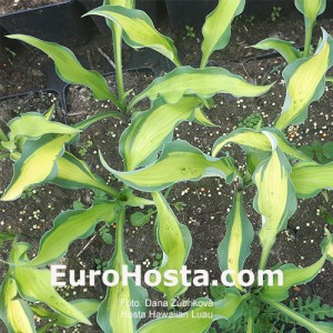 Hosta Hawaiian Luau