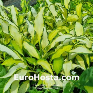 Hosta Hawaiian Luau