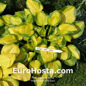 Hosta Heart and Soul - Eurohosta