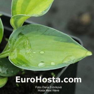 Hosta Heat Wave - Eurohosta