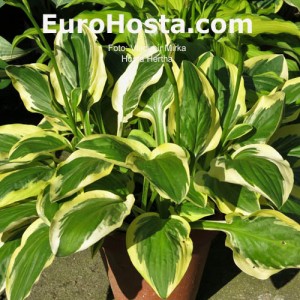 Hosta Hertha